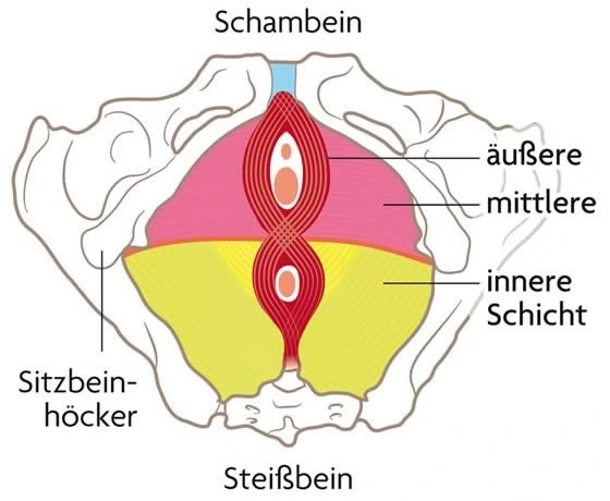 Beckenboden-Muskulatur